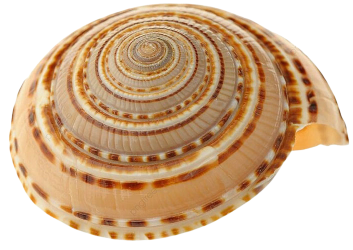 Nghêu Ốc