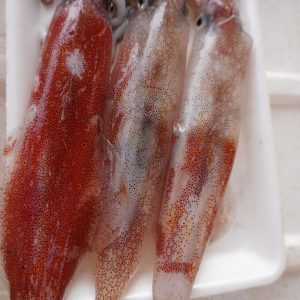 Mực ống tươi cấp đông